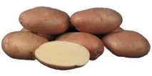 сортове картофи Сорт картофи