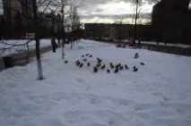 плъх летящ