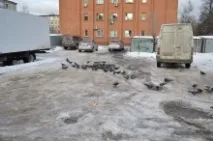 птица птица