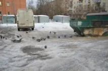 летящ плъх