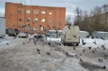 птица света