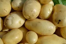 ранни Сорт картофи