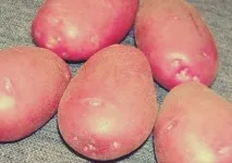 сортове картофи Сорт картофи