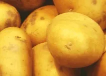 сортове Сорт картофи
