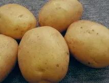 Сорт картофи Сорт картофи