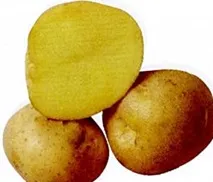 Сорт картофи Сорт картофи