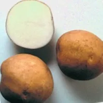 картофи Сорт картофи