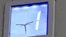 видео видео