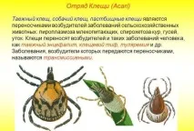 кърлеж ухапано