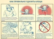 кърлеж ухапано