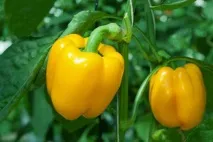 чушки най-продуктивните