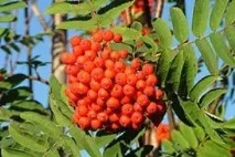 планинска планинска