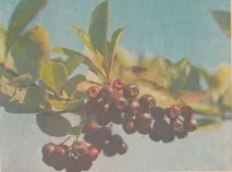 Горобина звичайна кислоти