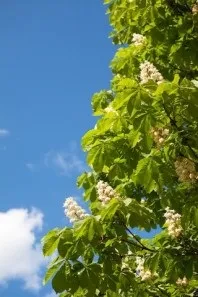 Санаторій - Череха, Псковська область, відгуки, ціна 2018, адреса, телефон, Офіційний сайт - псковська