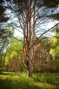 Санаторій - Череха, Псковська область, відгуки, ціна 2018, адреса, телефон, Офіційний сайт - псковська