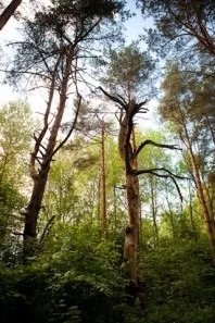 Санаторій - Череха, Псковська область, відгуки, ціна 2018, адреса, телефон, Офіційний сайт - область