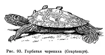 костенурки костенурки