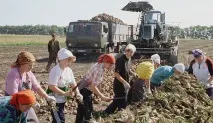 Цукрова справа -Агротехніка та технології агротехніка