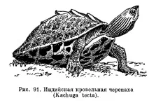 семейството сладководни