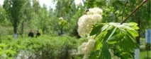 Бани естествени минерални Бани естествени минерални