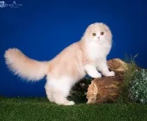 шотландських