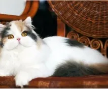 кішок