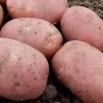 картофи описание