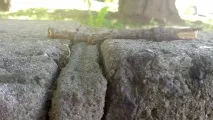 економ-пропозиція