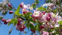 Сонник наснилася яблуня уві сні до чого сниться яблуня наснилася