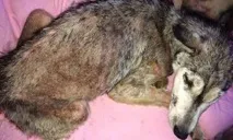 кучето кучето