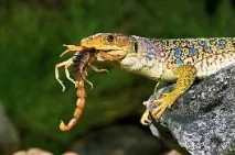 истински lacerta