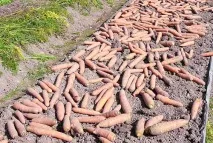 Сорт моркви Самсон фото, відгуки, опис, характеристики опис