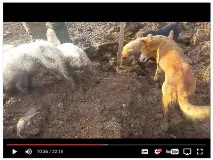 Собаки проти мишей мене