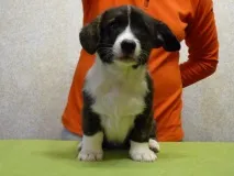предлага кученца кучета