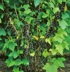 сушени плодове касис