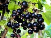 зимата френско грозде