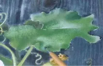 френско грозде може бъде