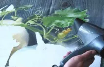 вода френско грозде