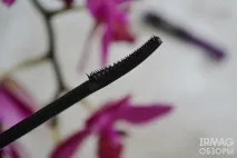 maybelline
