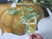 френско грозде вода