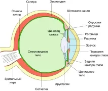 Туберкульоз очей – симптоми, перші ознаки ознаки
