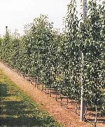ocmis капково