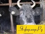 Надої у корів і від чого вони залежать залежать