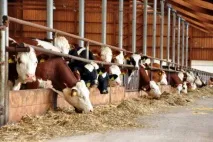 Управління здоров’ям та продуктивністю корів через годування за допомогою І-Сак 1026 продуктивністю