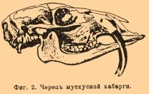 Олені - це роги