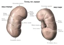 олигурия олигурия