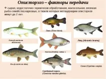 алтернативно симптоми