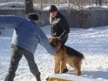 Один день із життя кінологу в Єкатеринбурзі. один