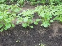 Опис кількох сортів картоплі опис