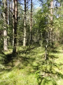 Визначення віку за кістками посткраніального скелета посткраніального